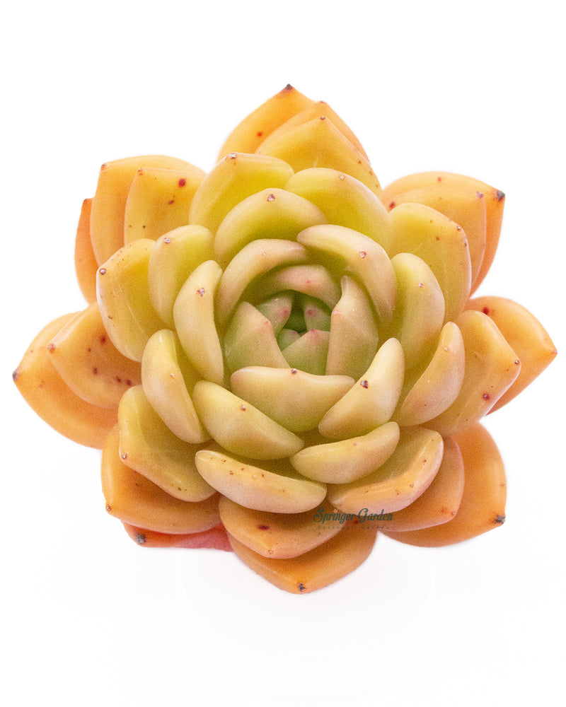 Echeveria Champagne Toronto's 5-star Bestseller nursery store selected local & Korean rare succulents; houseplants, indoor plants, selected handmade planters with a drainage hole, pots, bonsai pots, produced by ourselves, wholesale. Handmade/Glazed/Table Decor/Indoor Decor/Tabletop Planter