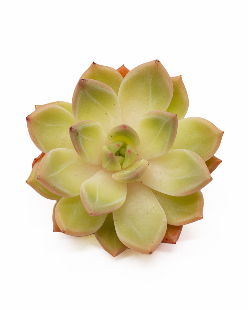 Echeveria Champagne