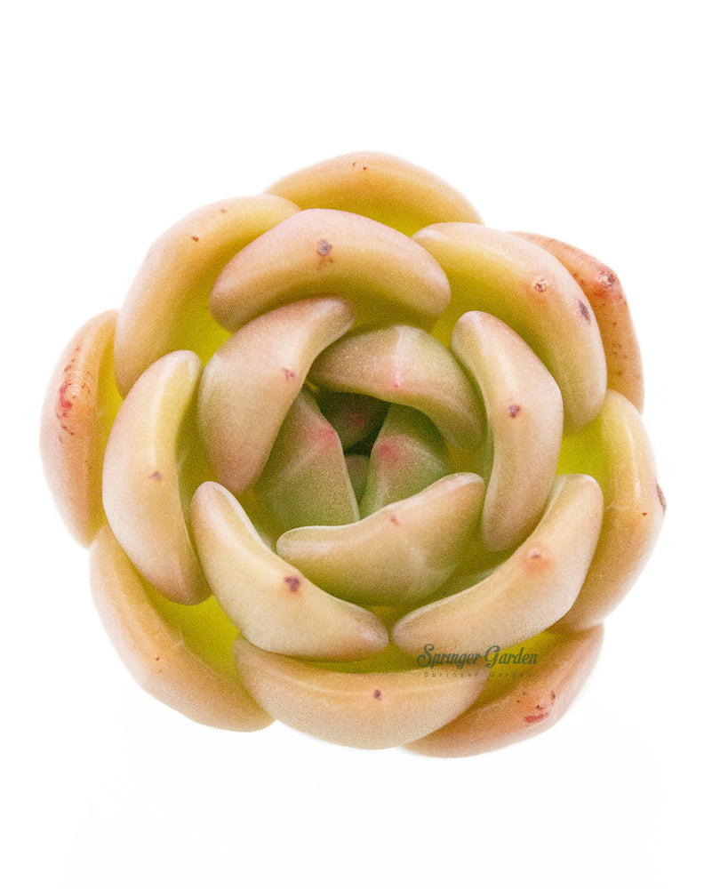 Echeveria Champagne Toronto's 5-star Bestseller nursery store selected local & Korean rare succulents; houseplants, indoor plants, selected handmade planters with a drainage hole, pots, bonsai pots, produced by ourselves, wholesale. Handmade/Glazed/Table Decor/Indoor Decor/Tabletop Planter