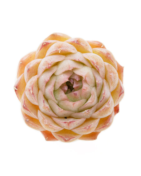Echeveria Charles Rose