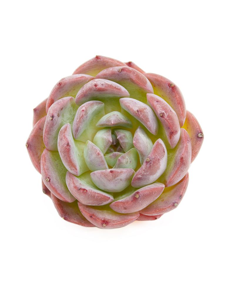 Echeveria Charlotte Garden