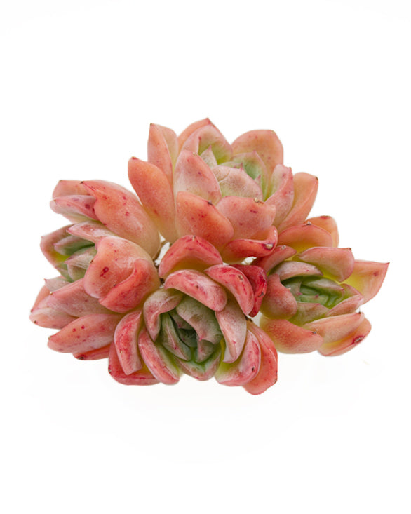 Echeveria Cherry Rasberry Ice