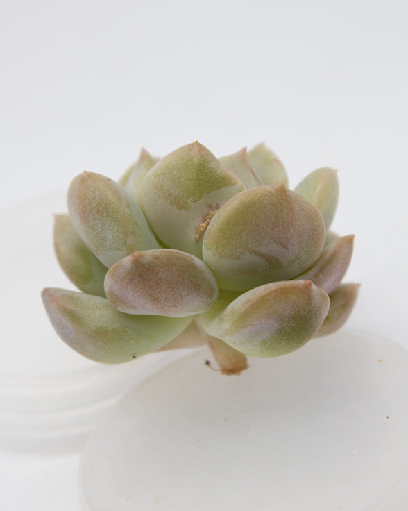 Echeveria Choucream