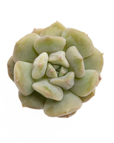 Echeveria Choucream