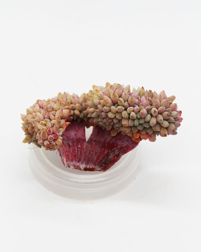 
                
                    Load image into Gallery viewer, Echeveria Chrissy N
                
            
