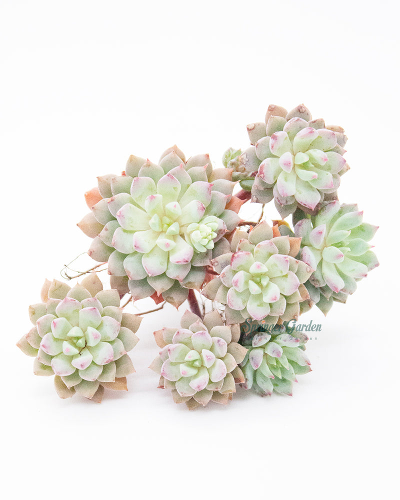 Echeveria ‘Chrissy n Ryan’