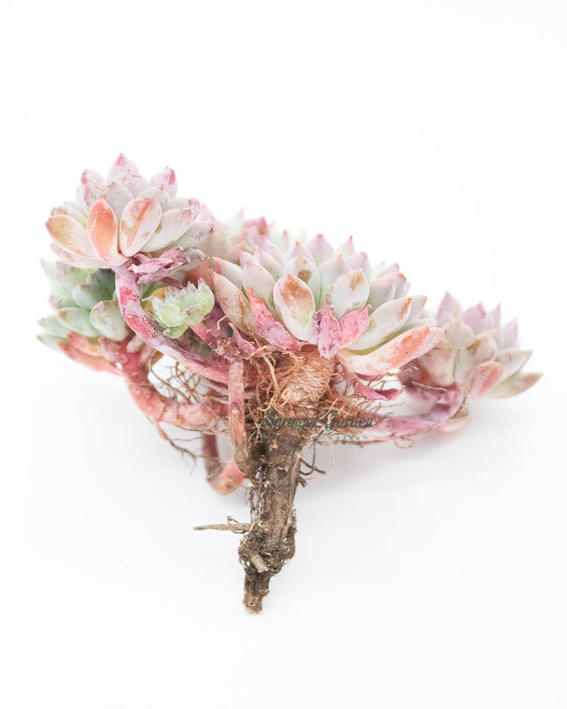 
                
                    Load image into Gallery viewer, Echeveria ‘Chrissy n Ryan’
                
            