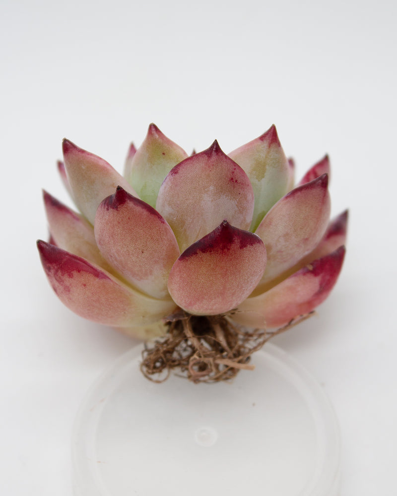 Echeveria Colorabin