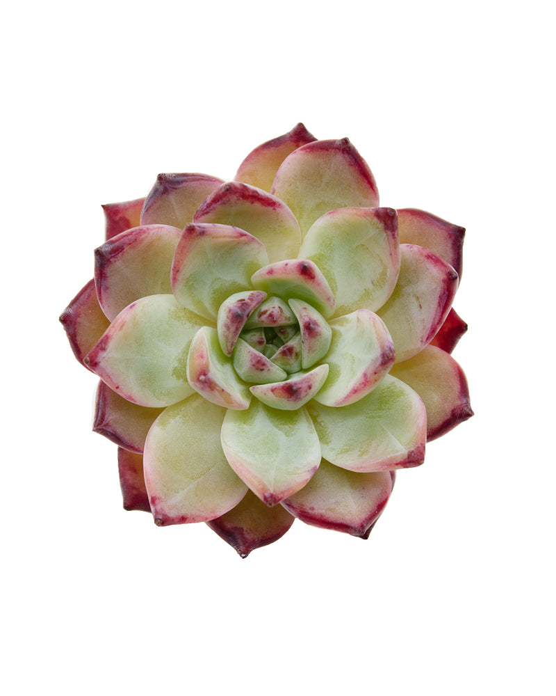 Echeveria Colorabin