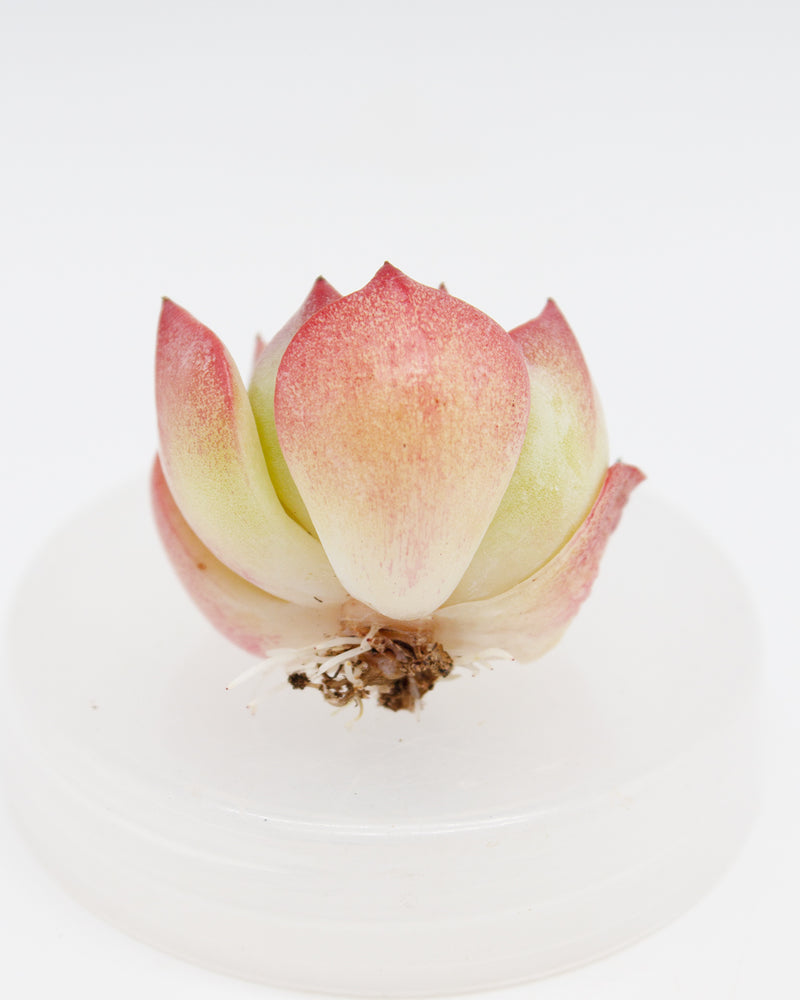 
                
                    Load image into Gallery viewer, Echeveria Color Rays
                
            