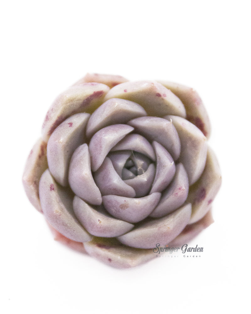 Echeveria Colina Toronto's 5-star Bestseller nursery store selected local & Korean rare succulents; houseplants, indoor plants, selected handmade planters with a drainage hole, pots, bonsai pots, produced by ourselves, wholesale. Handmade/Glazed/Table Decor/Indoor Decor/Tabletop Planter