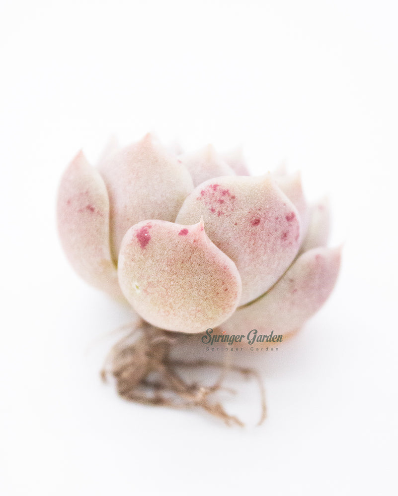 Echeveria Colina Toronto's 5-star Bestseller nursery store selected local & Korean rare succulents; houseplants, indoor plants, selected handmade planters with a drainage hole, pots, bonsai pots, produced by ourselves, wholesale. Handmade/Glazed/Table Decor/Indoor Decor/Tabletop Planter