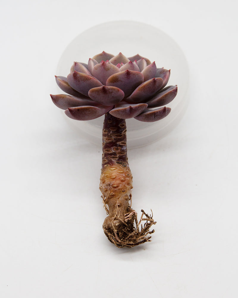 
                
                    Load image into Gallery viewer, Echeveria Cosmos
                
            