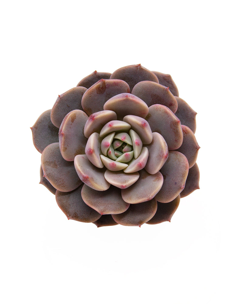 
                
                    Load image into Gallery viewer, Echeveria Cosmos
                
            