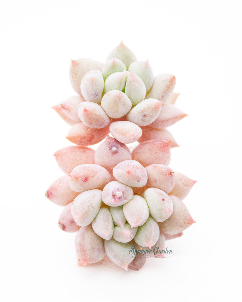 Pachyveria Crown Ball