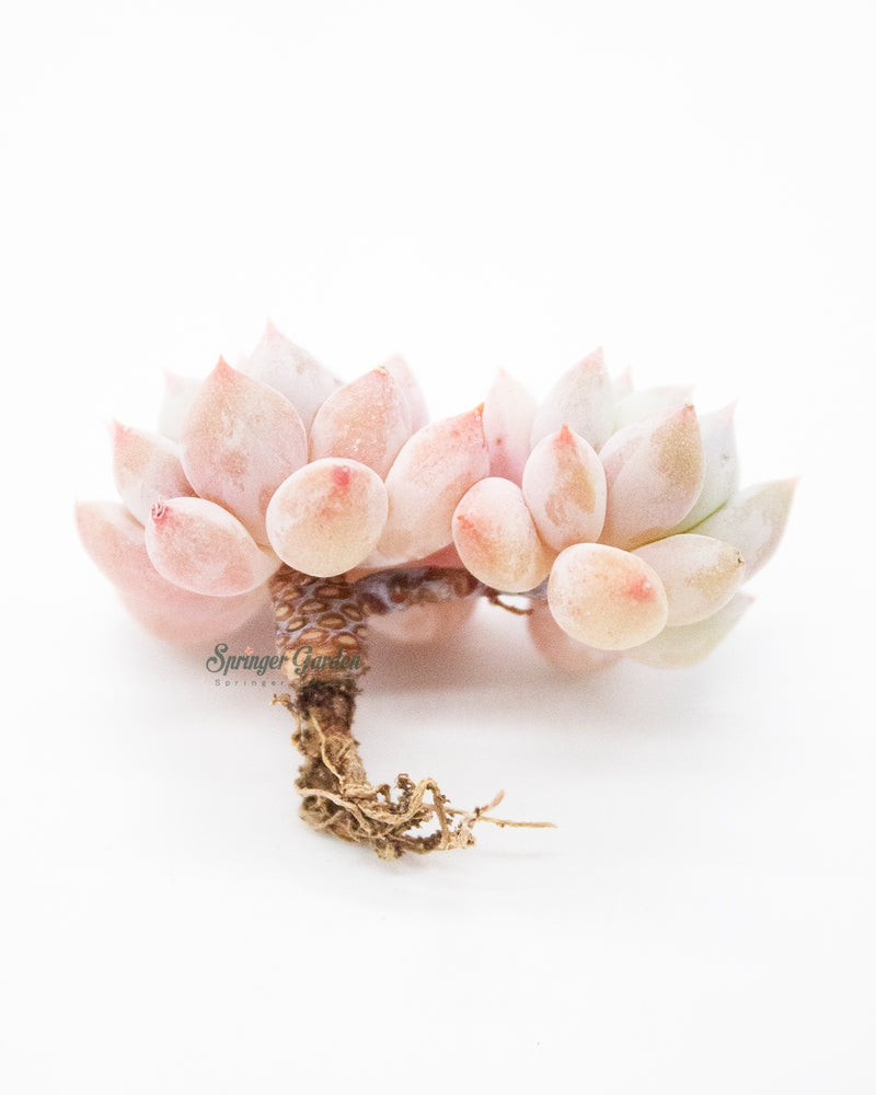 Pachyveria Crown Ball