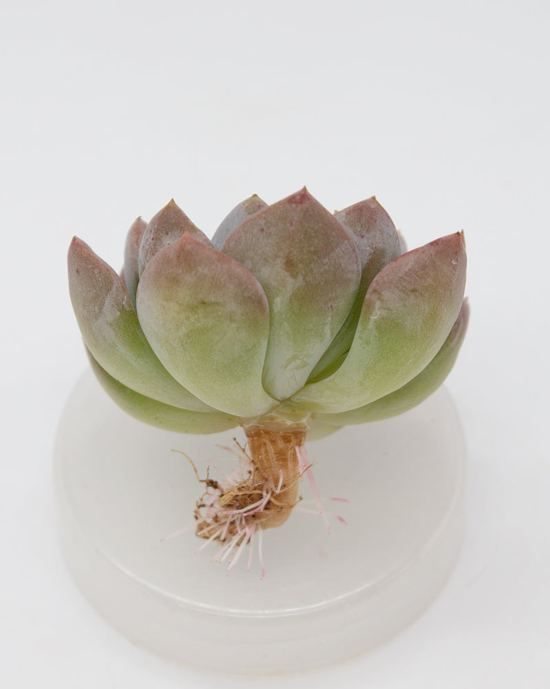 Echeveria Crystal Amber