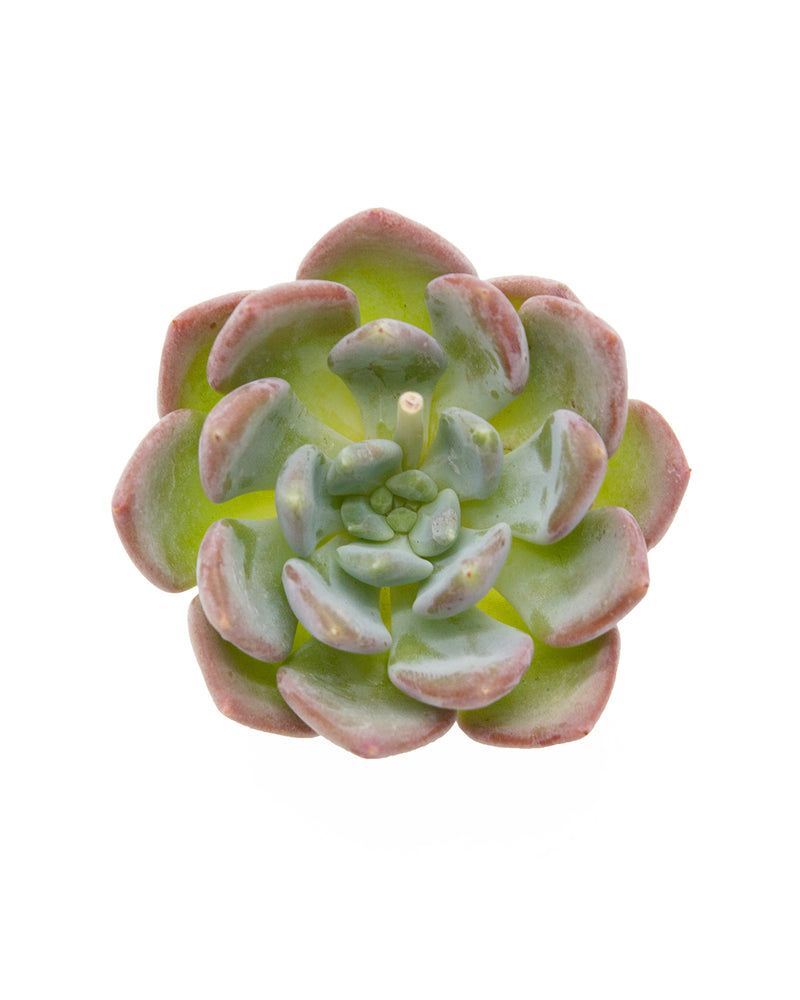 Echeveria Crystal Amber