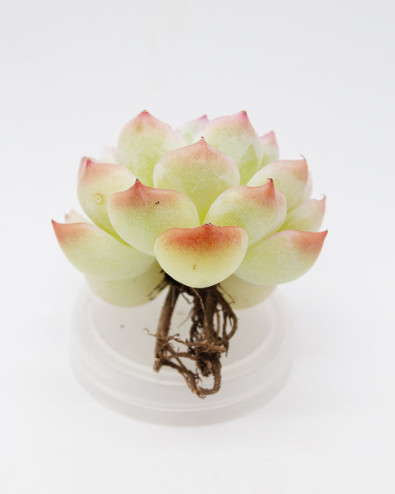 Echeveria Crystal Rose