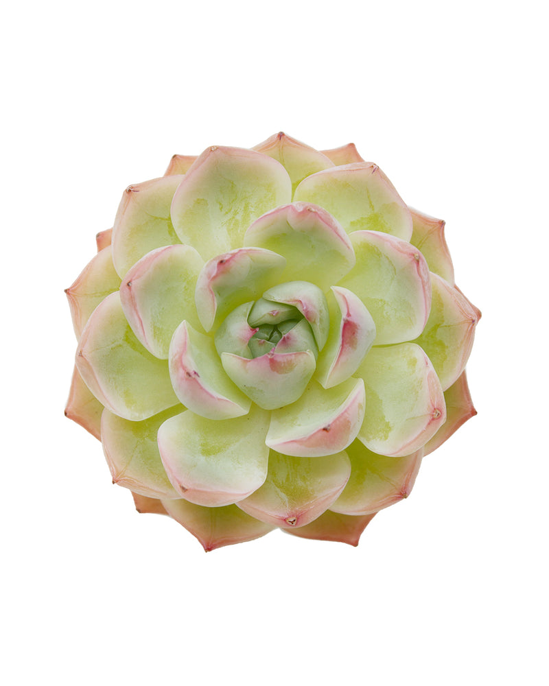 Echeveria Crystal Rose