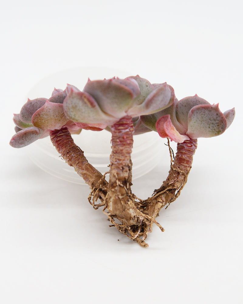 Echeveria Pulvinata Frosty