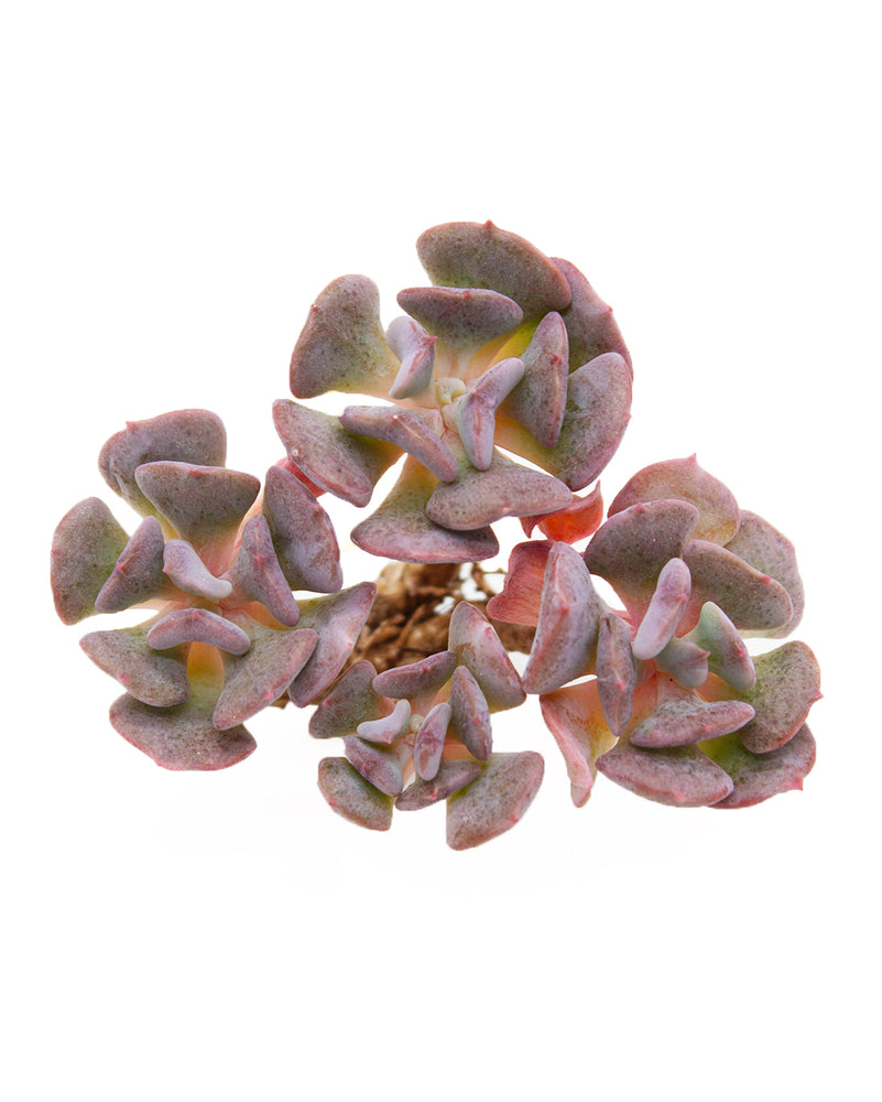 Echeveria Pulvinata Frosty