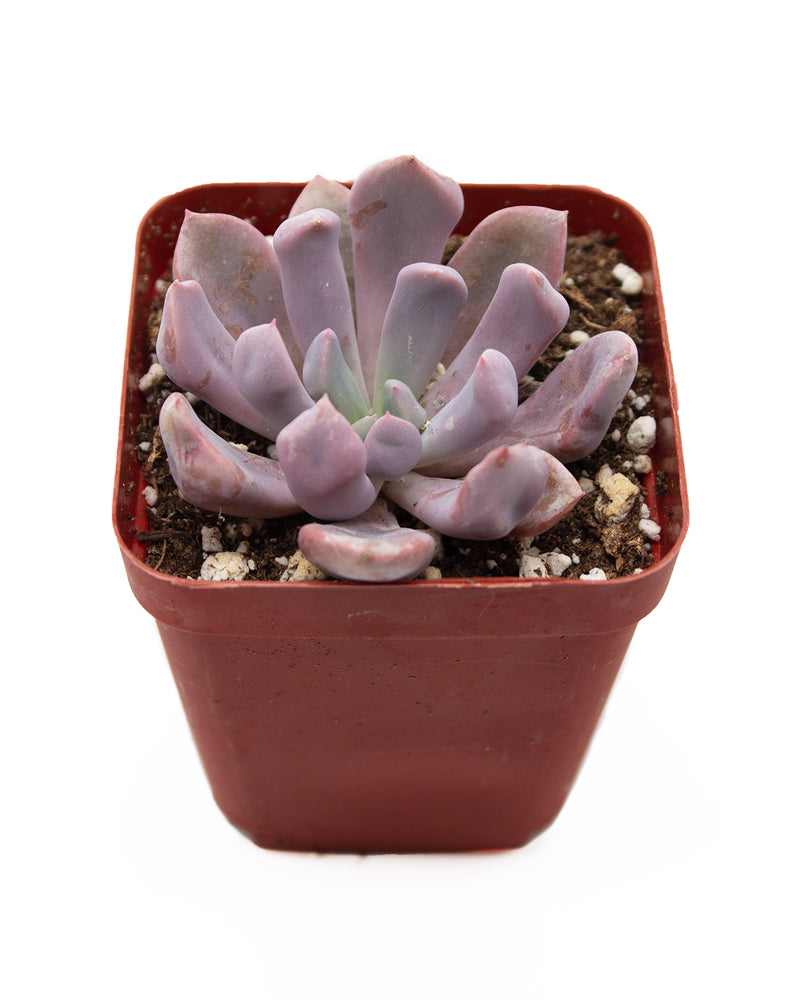 Echeveria Cupid