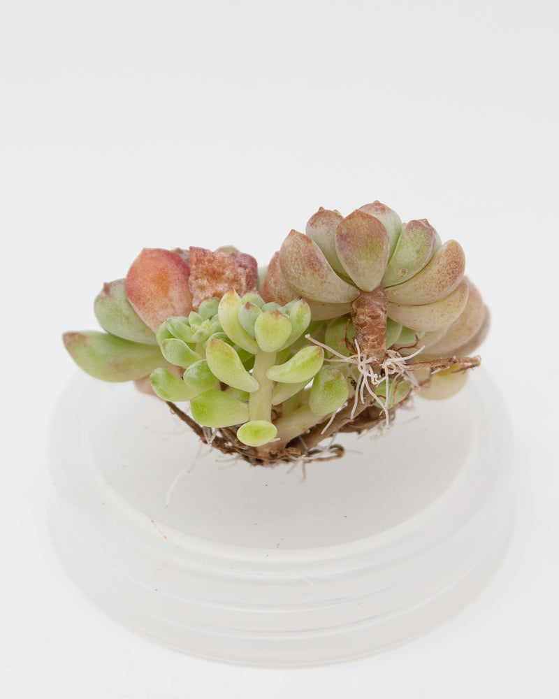 Echeveria Cute Bean