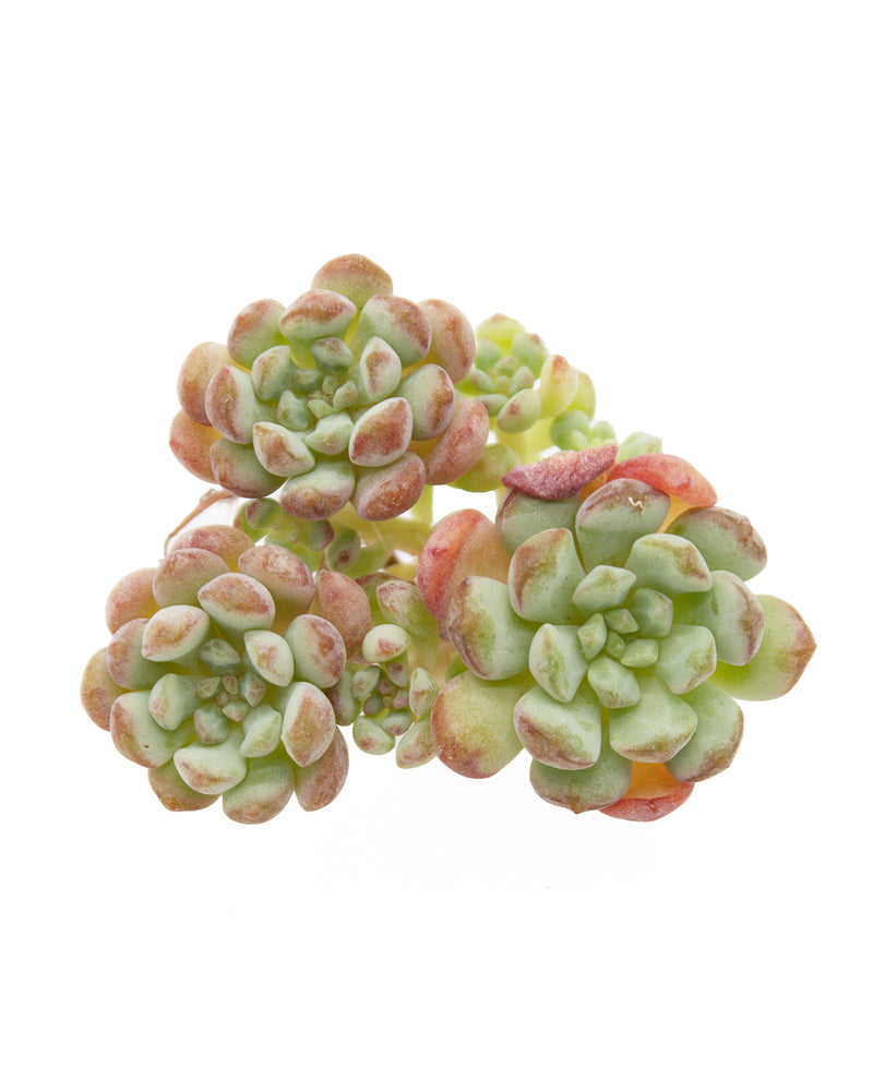 Echeveria Cute Bean