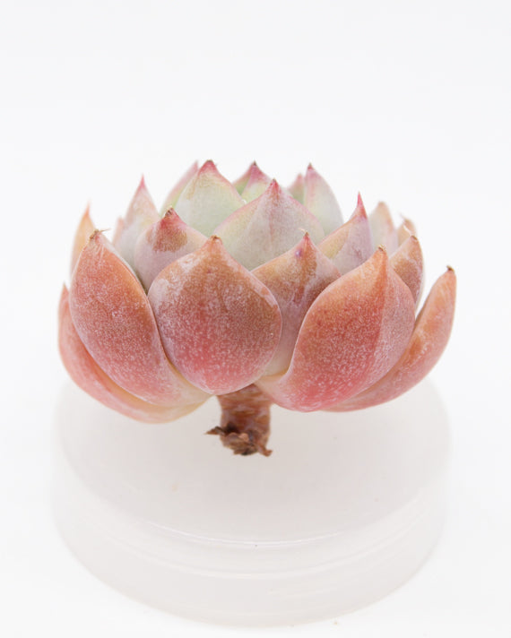 Echeveria Dailydale