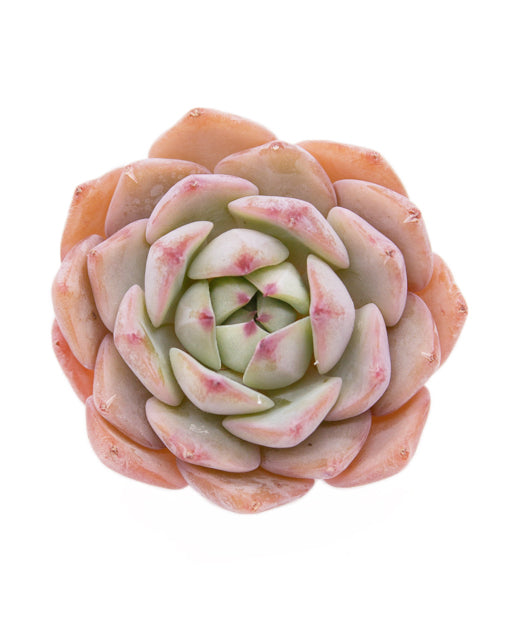 Echeveria Dailydale