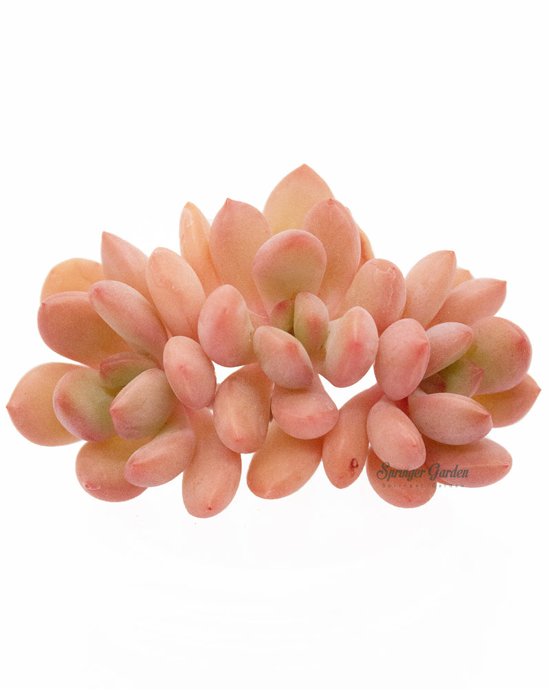 Echeveria Danbi Toronto's 5-star Bestseller nursery store selected local & Korean rare succulents; houseplants, indoor plants, selected handmade planters with a drainage hole, pots, bonsai pots, produced by ourselves, wholesale. Handmade/Glazed/Table Decor/Indoor Decor/Tabletop Planter