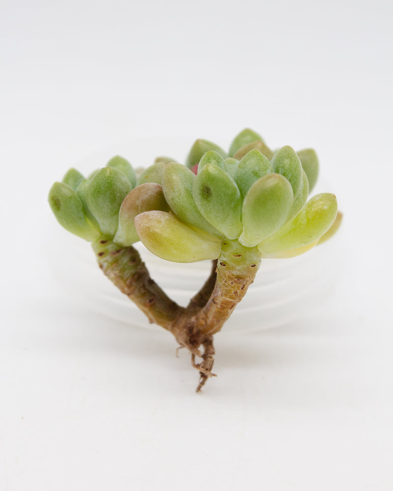 
                
                    Load image into Gallery viewer, Echeveria Daphne
                
            