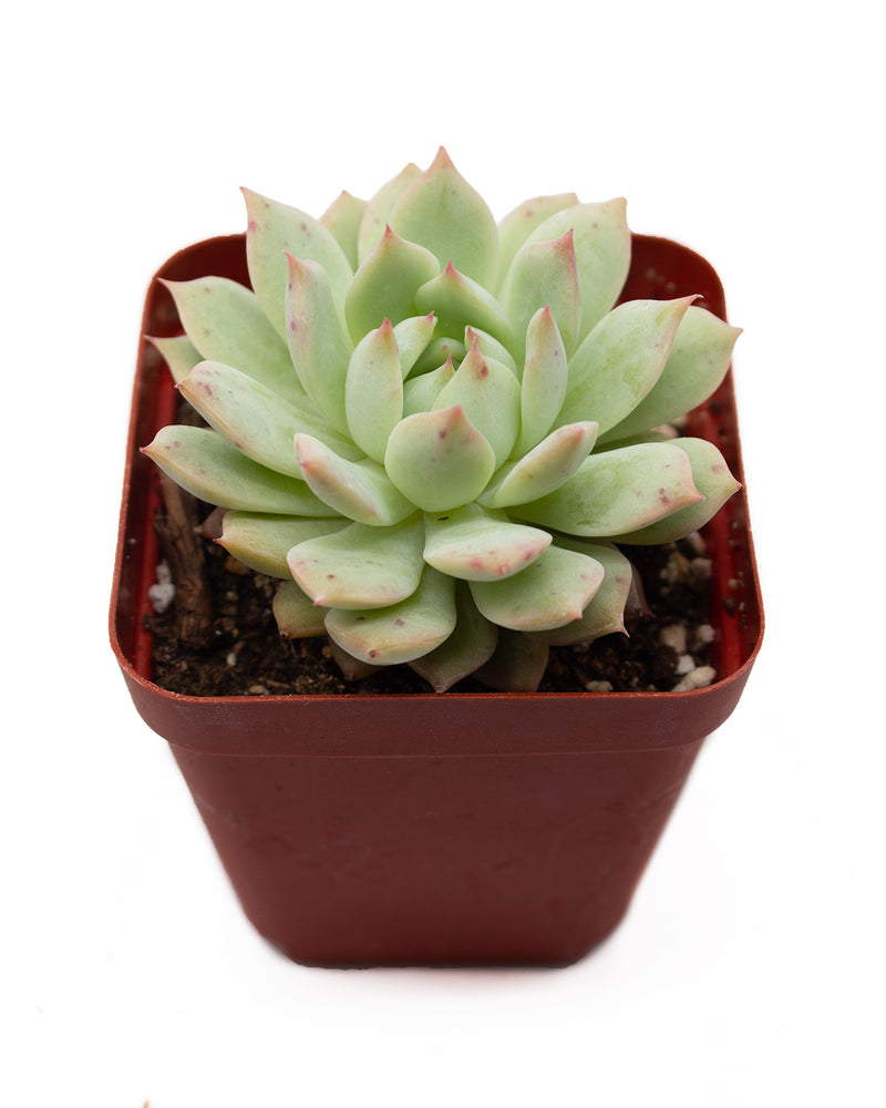 Echeveria Derenbergii