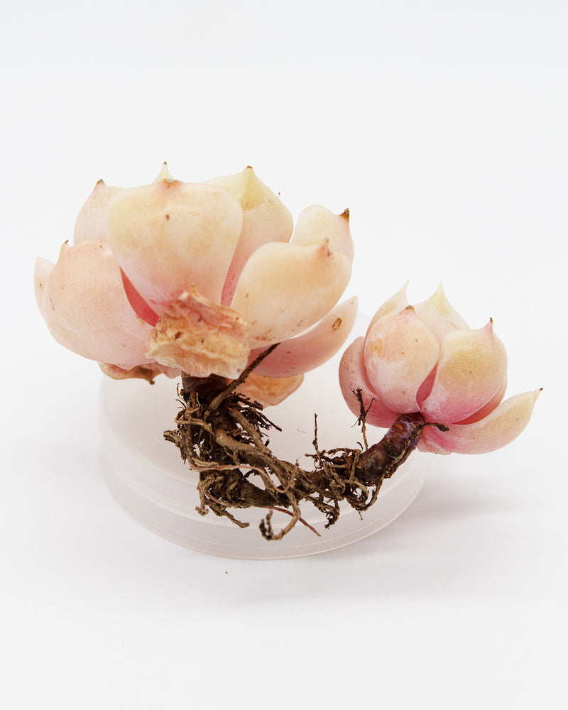 
                
                    Load image into Gallery viewer, Echeveria Derenceana(lola)
                
            