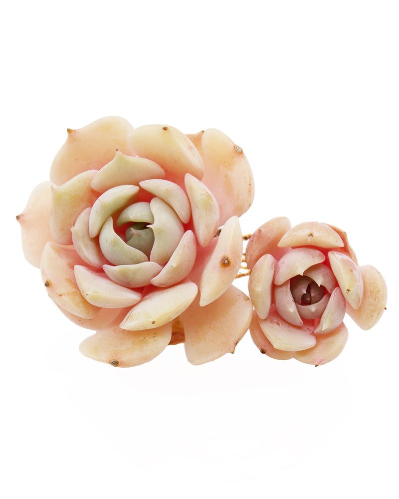 
                
                    Load image into Gallery viewer, Echeveria Derenceana(lola)
                
            