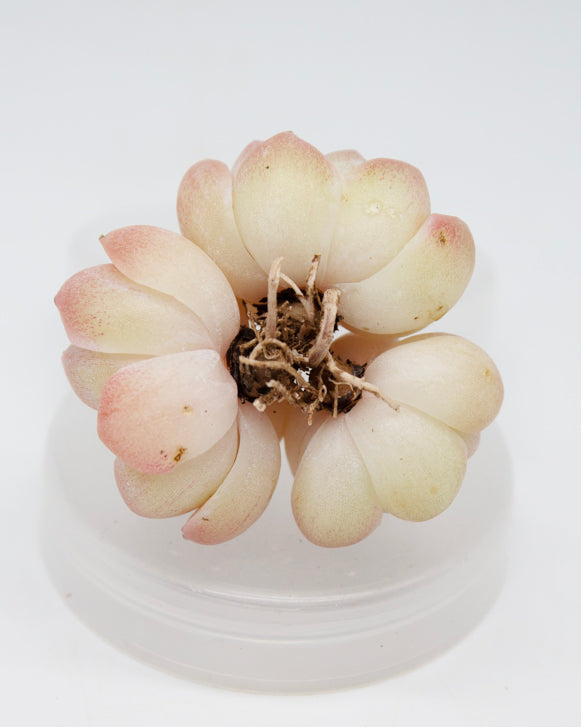 
                
                    Load image into Gallery viewer, Echeveria Desire
                
            