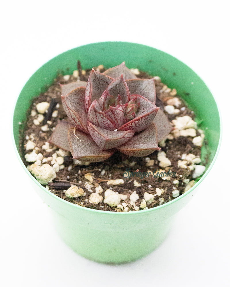 Echeveria Dionysos