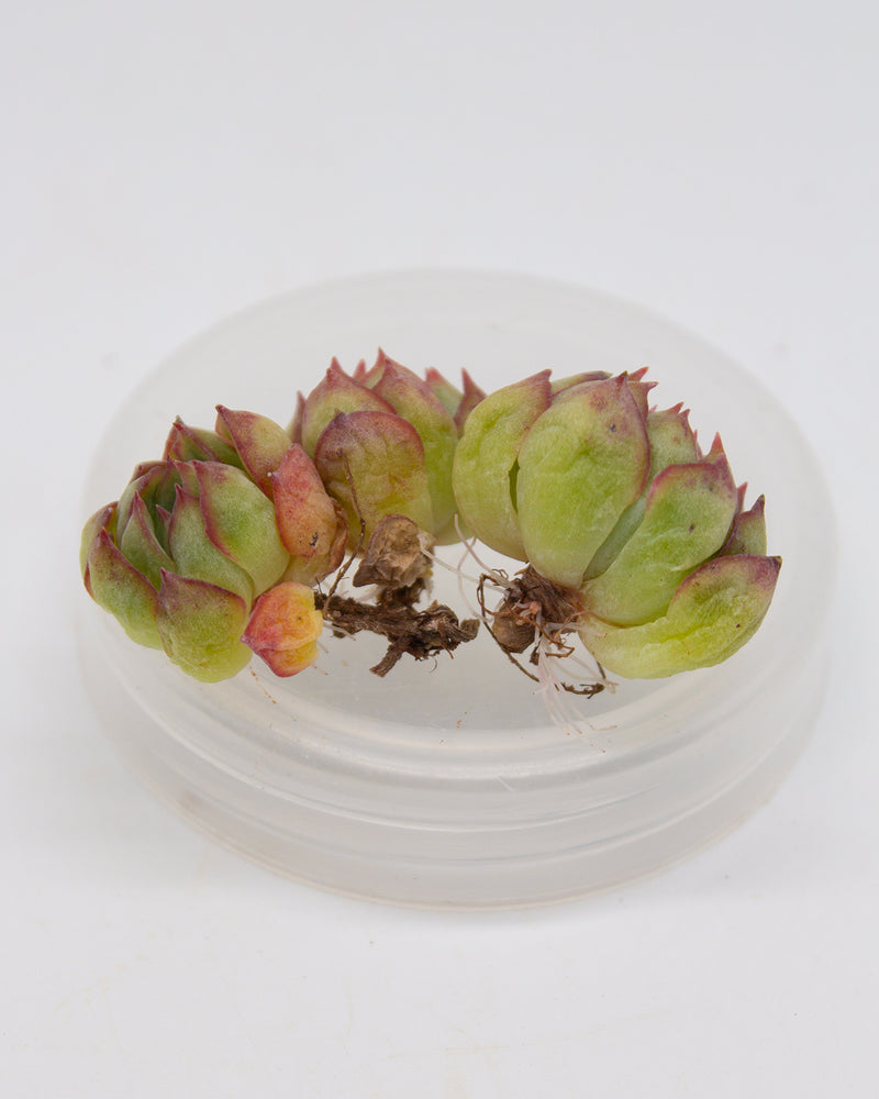 
                
                    Load image into Gallery viewer, Echeveria Dreaming Queen
                
            