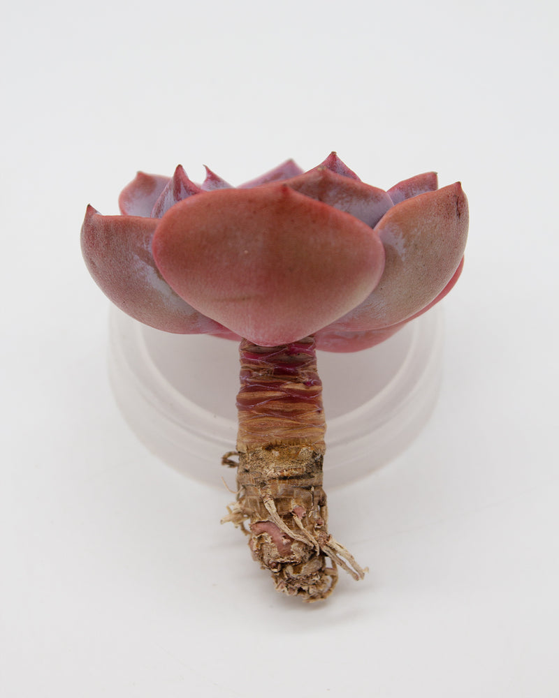 Echeveria Dusty Rose