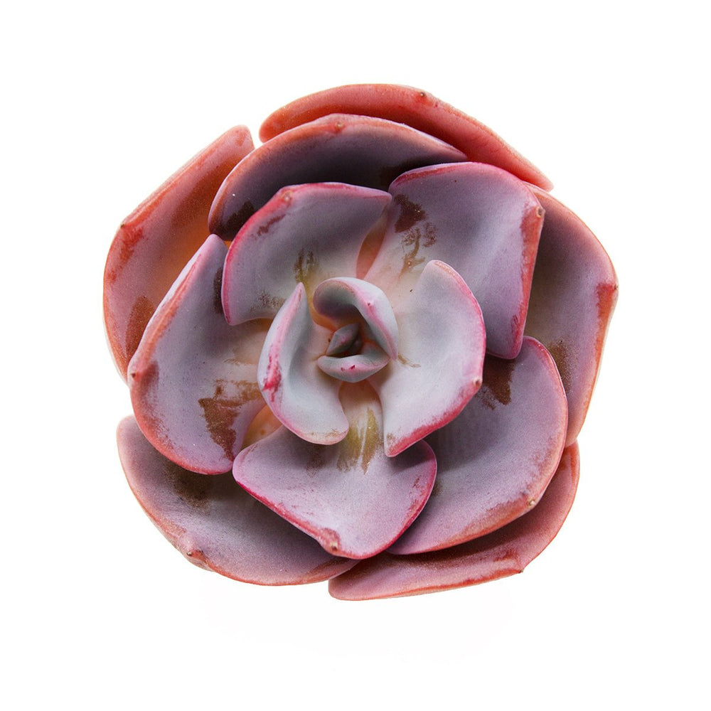 Echeveria Dusty Rose