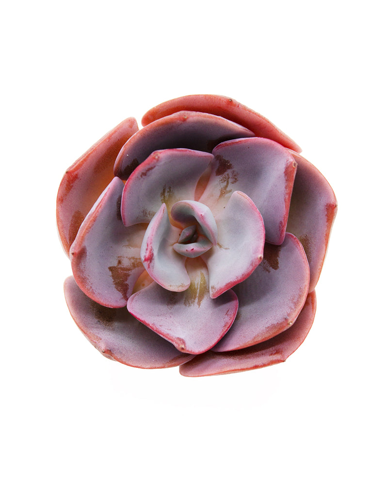 Echeveria Dusty Rose
