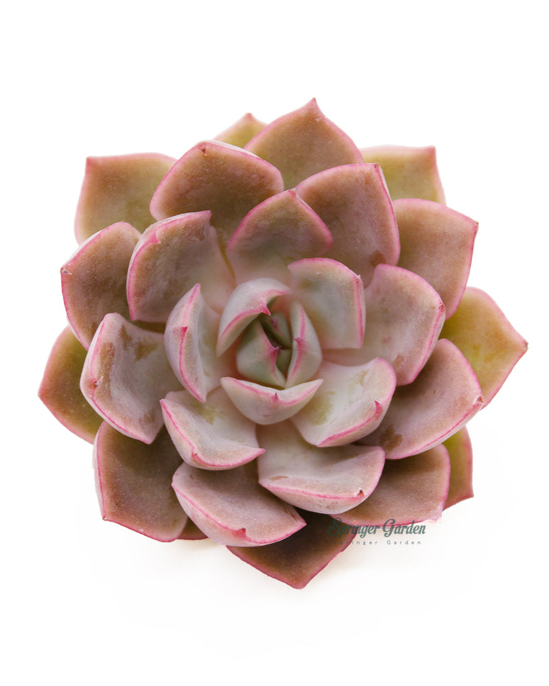 Echeveria Egeria Toronto's 5-star Bestseller nursery store selected local & Korean rare succulents; houseplants, indoor plants, selected handmade planters with a drainage hole, pots, bonsai pots, produced by ourselves, wholesale. Handmade/Glazed/Table Decor/Indoor Decor/Tabletop Planter