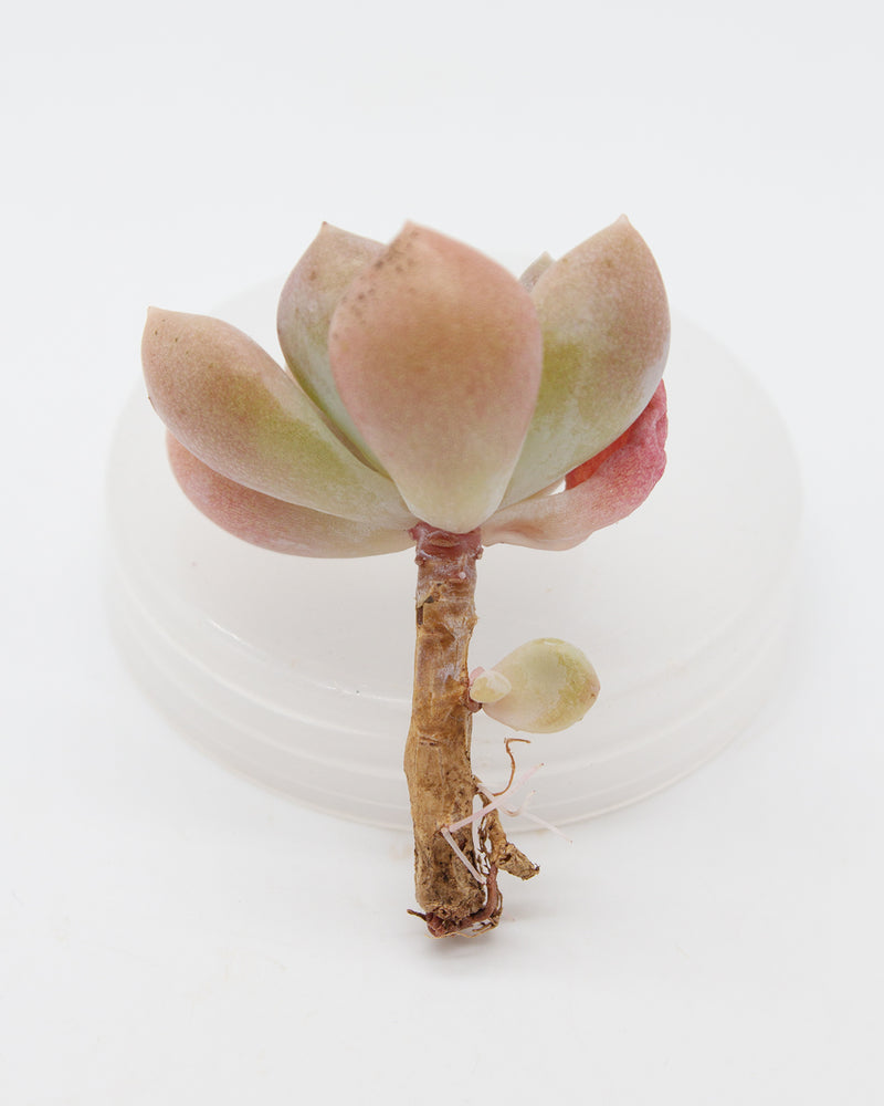 Echeveria Egg Tart