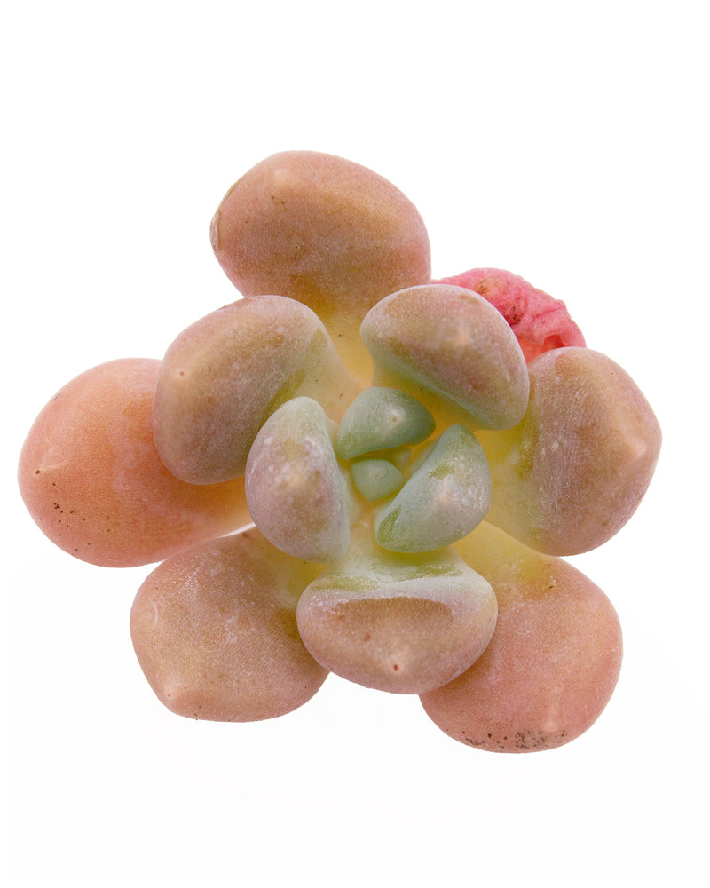 Echeveria Egg Tart