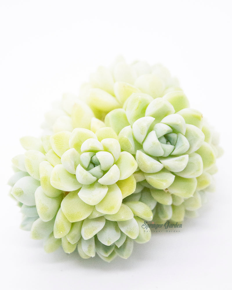 Echeveria Elegans Albicans Toronto's 5-star Bestseller nursery store selected local & Korean rare succulents; houseplants, indoor plants, selected handmade planters with a drainage hole, pots, bonsai pots, produced by ourselves, wholesale. Handmade/Glazed/Table Decor/Indoor Decor/Tabletop Planter