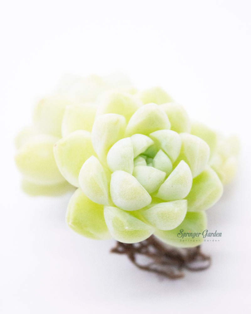 Echeveria Elegans Albicans Toronto's 5-star Bestseller nursery store selected local & Korean rare succulents; houseplants, indoor plants, selected handmade planters with a drainage hole, pots, bonsai pots, produced by ourselves, wholesale. Handmade/Glazed/Table Decor/Indoor Decor/Tabletop Planter