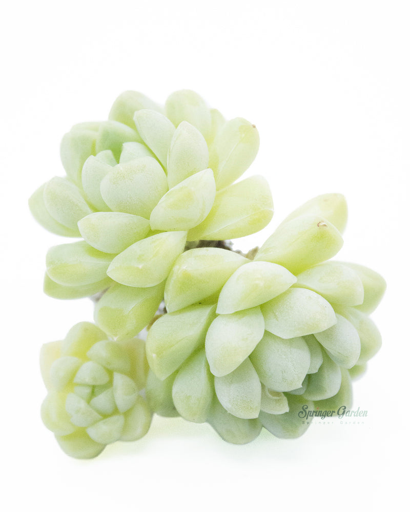 Echeveria Elegans Albicans Toronto's 5-star Bestseller nursery store selected local & Korean rare succulents; houseplants, indoor plants, selected handmade planters with a drainage hole, pots, bonsai pots, produced by ourselves, wholesale. Handmade/Glazed/Table Decor/Indoor Decor/Tabletop Planter