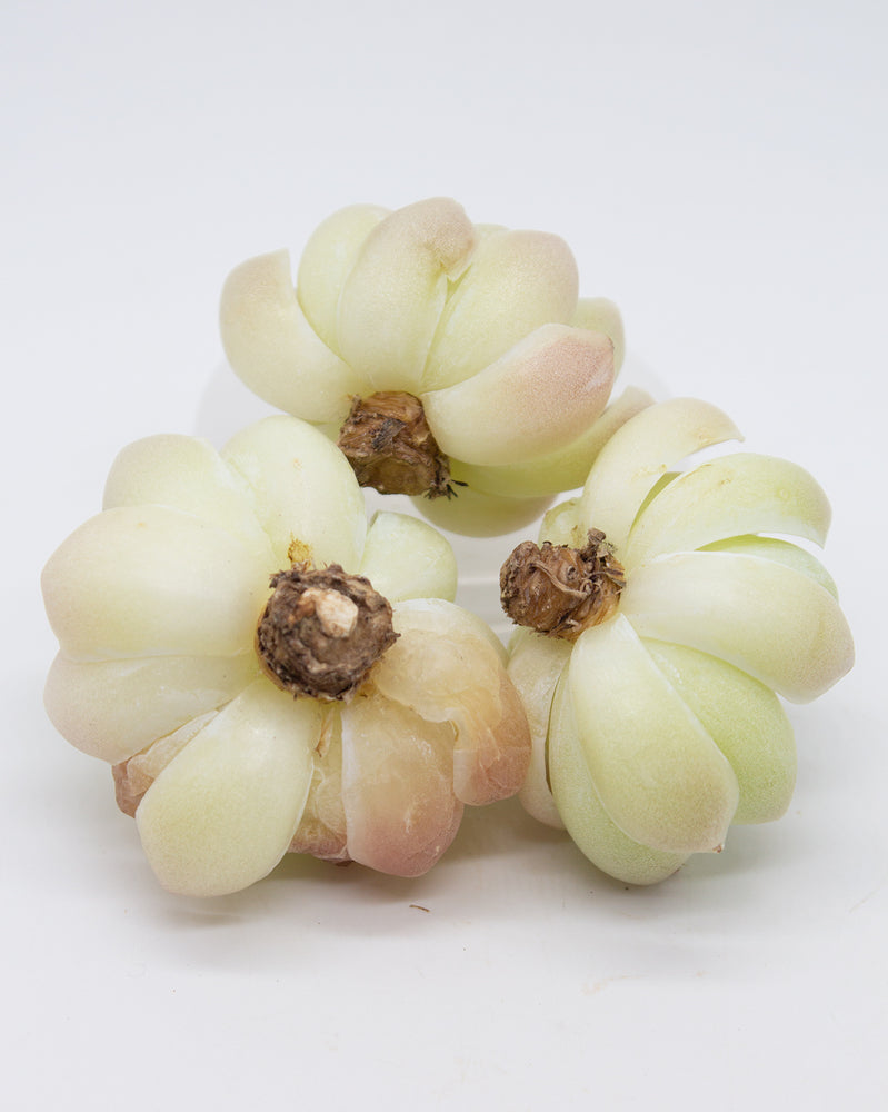 Echeveria Elegans Alba