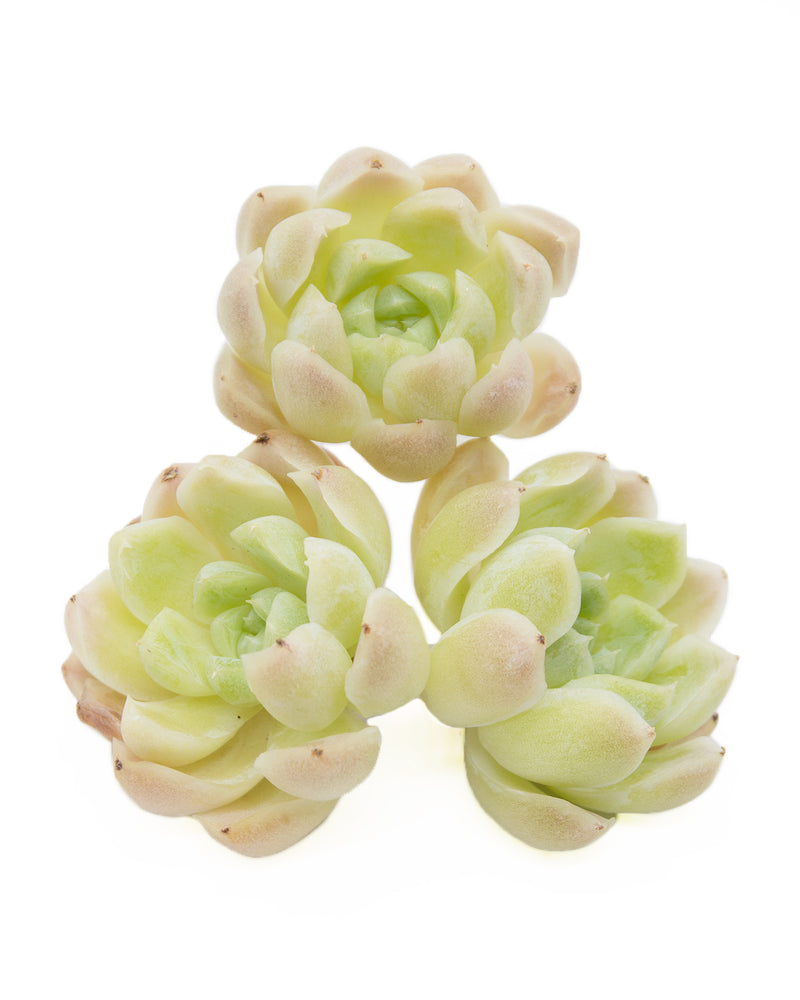 Echeveria Elegans Alba